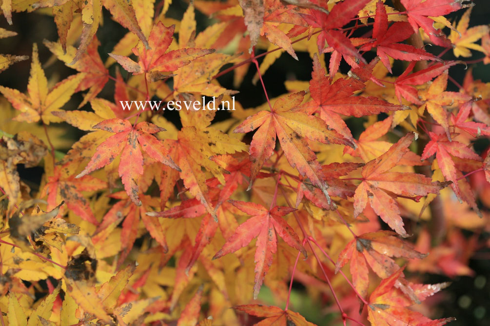 Acer palmatum 'Callico'