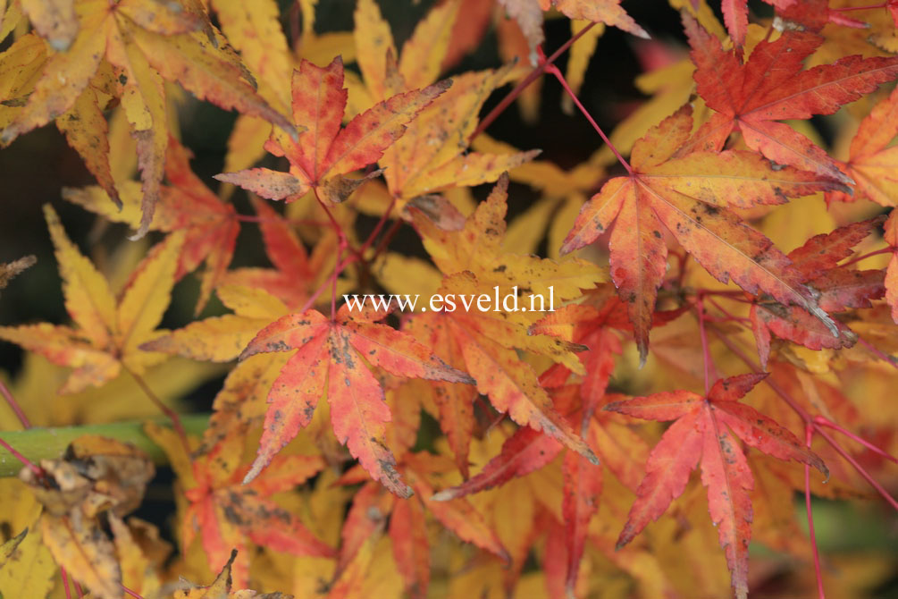 Acer palmatum 'Callico'