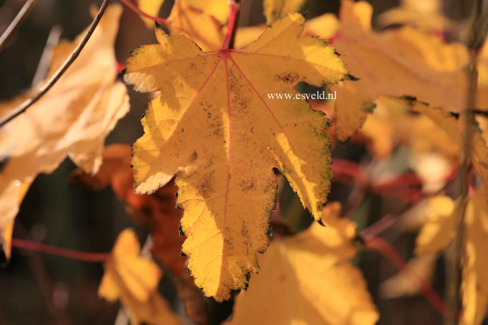 Acer erianthum