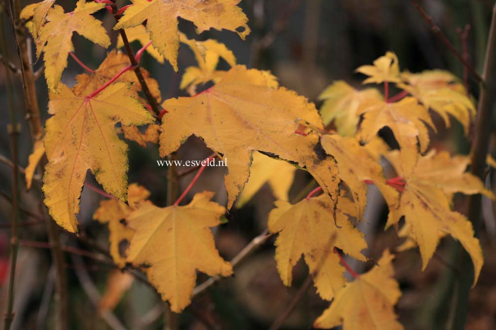 Acer erianthum