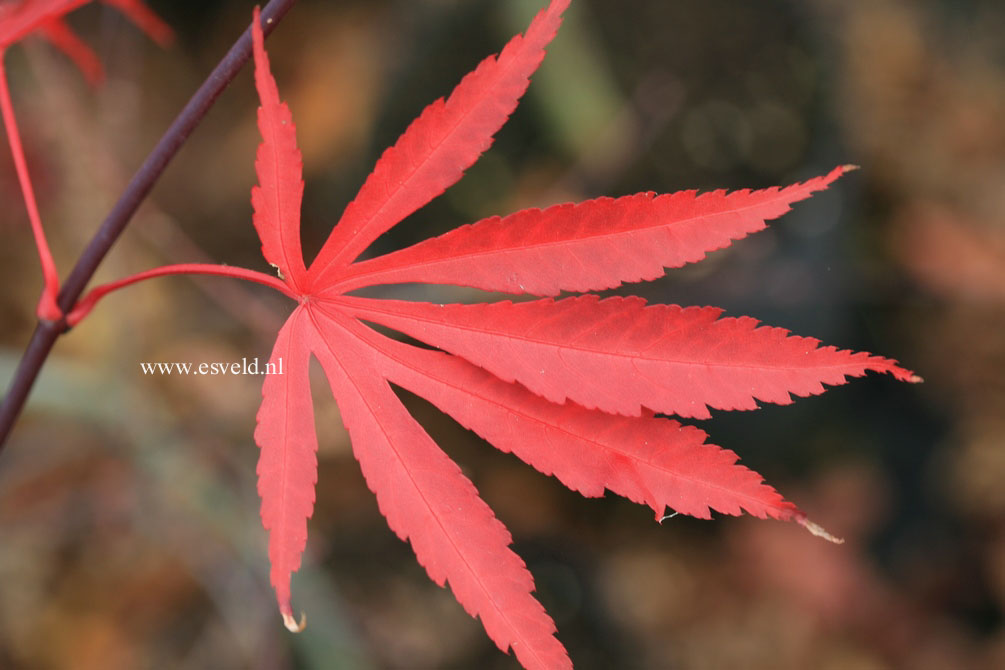 Acer palmatum 'Inazuma'