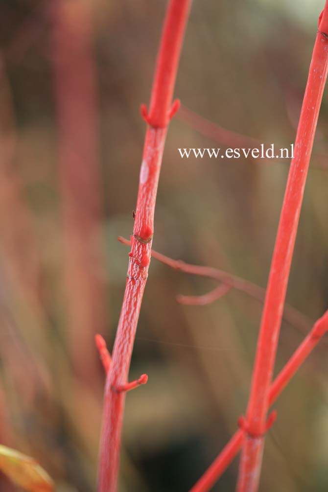 Acer conspicuum 'Phoenix'