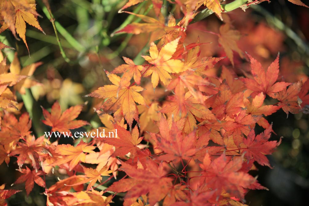 Acer palmatum 'Wendy'