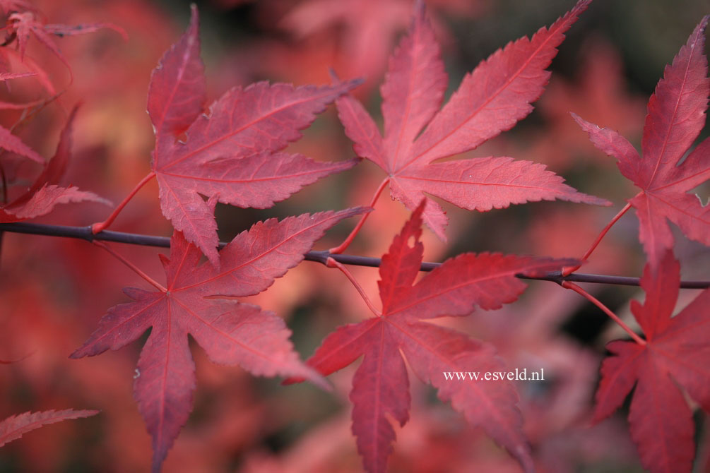 Acer palmatum 'Attraction'