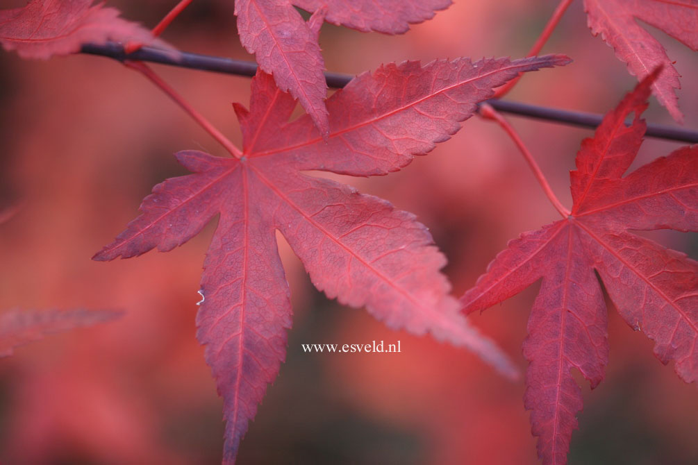 Acer palmatum 'Attraction'