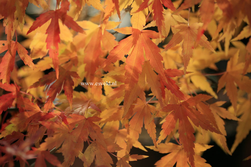 Acer palmatum 'Diana'