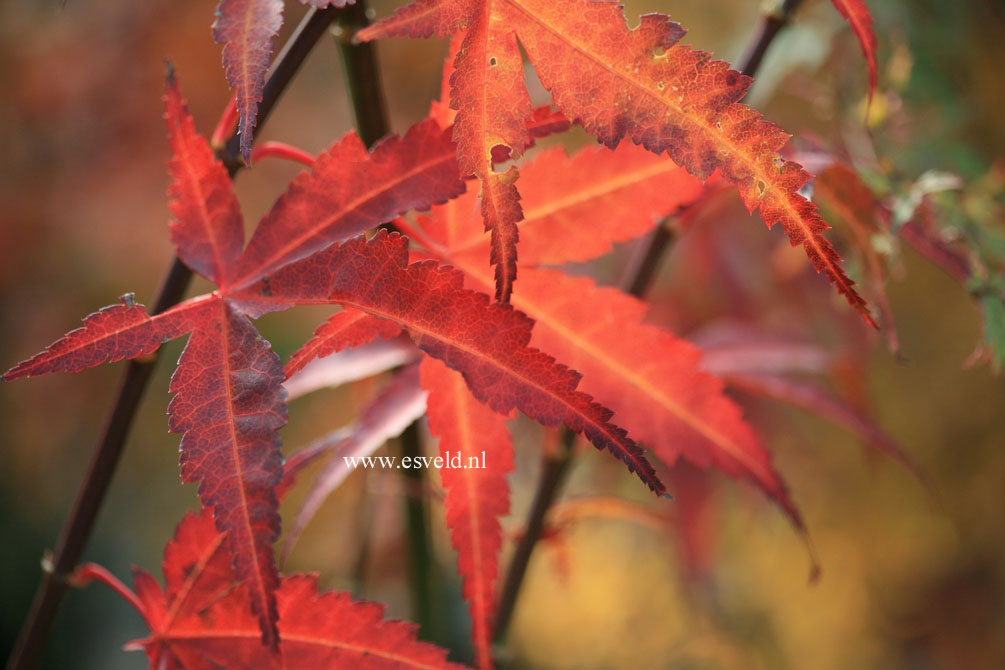 Acer palmatum 'Koriba'