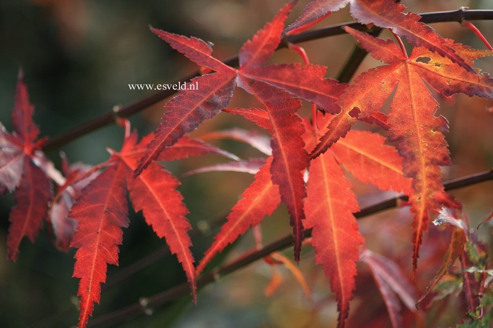 Acer palmatum 'Koriba'