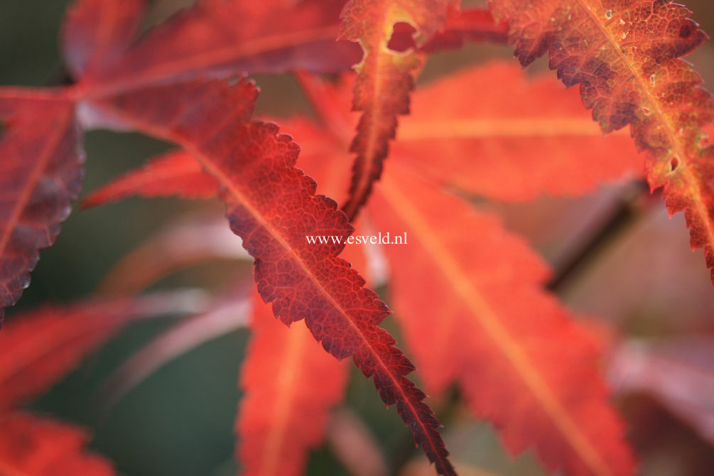 Acer palmatum 'Koriba'