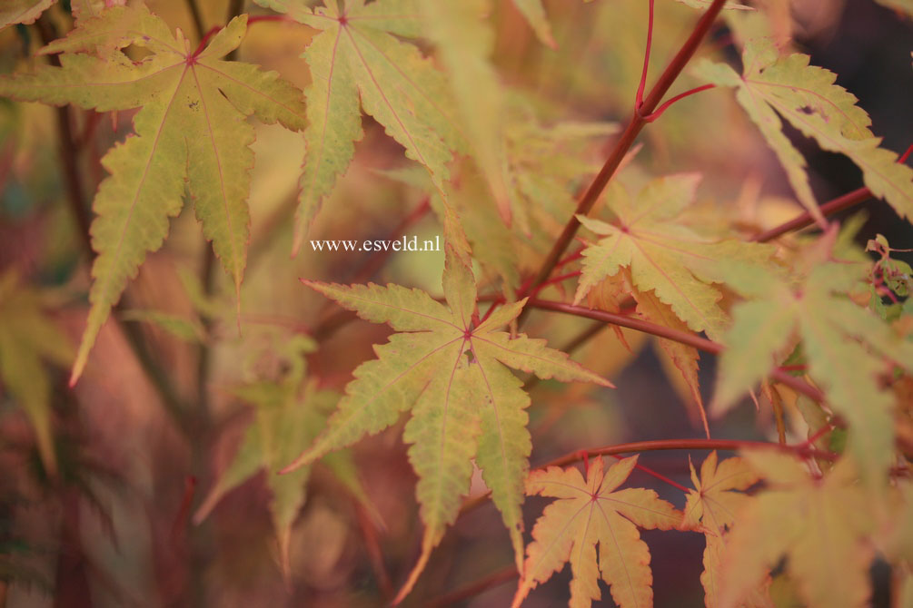 Acer palmatum 'Sango kaku'