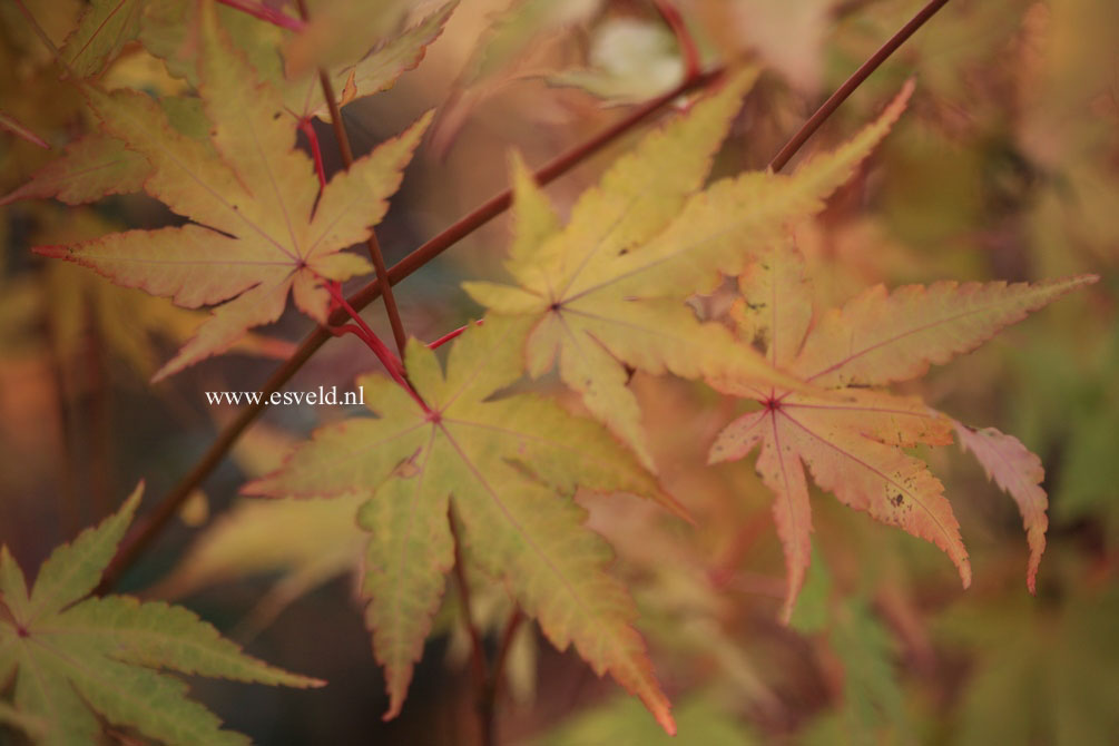 Acer palmatum 'Sango kaku'