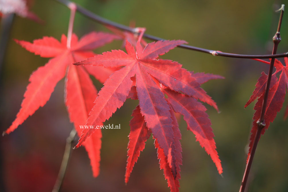 Acer palmatum 'Marjan'