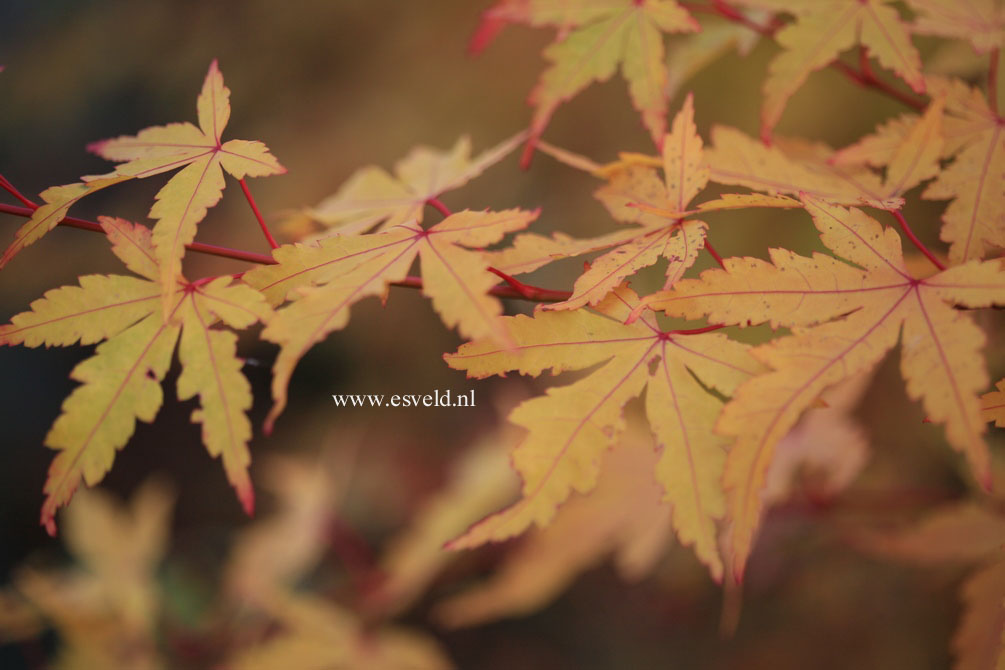 Acer palmatum 'Sango kaku'