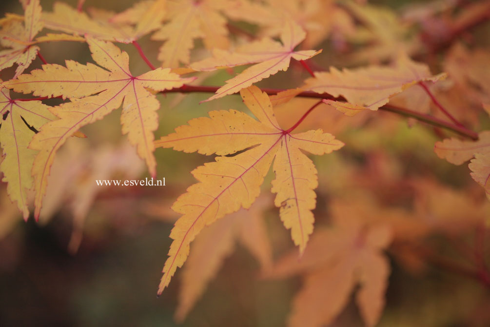 Acer palmatum 'Sango kaku'