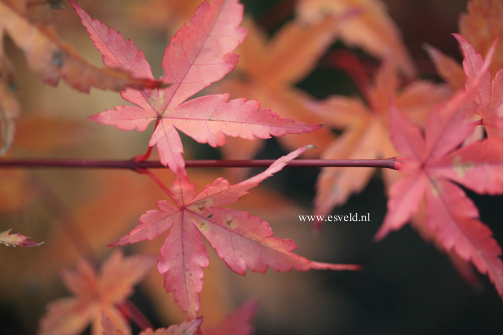 Acer palmatum 'Beni zuru'