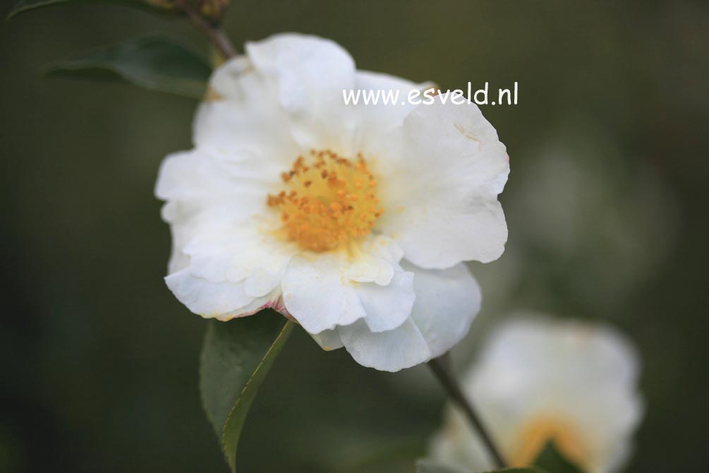 Camellia sasanqua