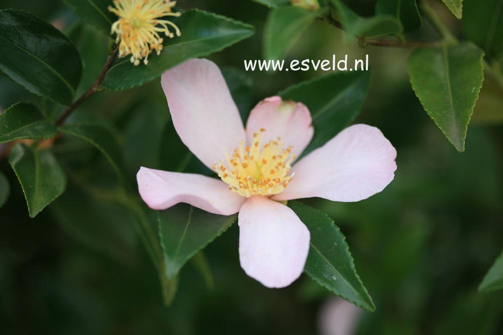 Camellia sasanqua 'Maiden Blush'
