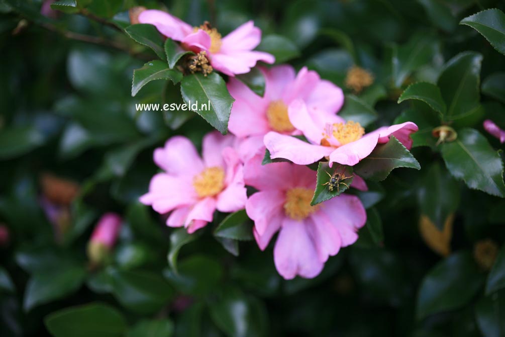 Camellia sasanqua 'Cleopatra'