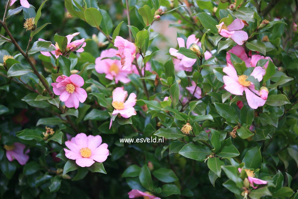 Camellia sasanqua 'Cleopatra'