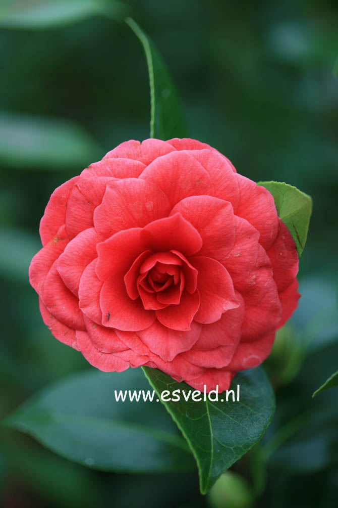 Camellia japonica 'Black Lace'