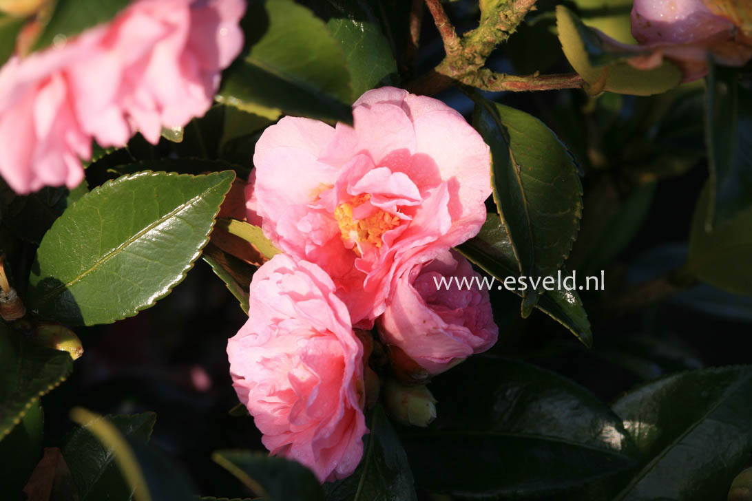 Camellia 'Winter's Peony'