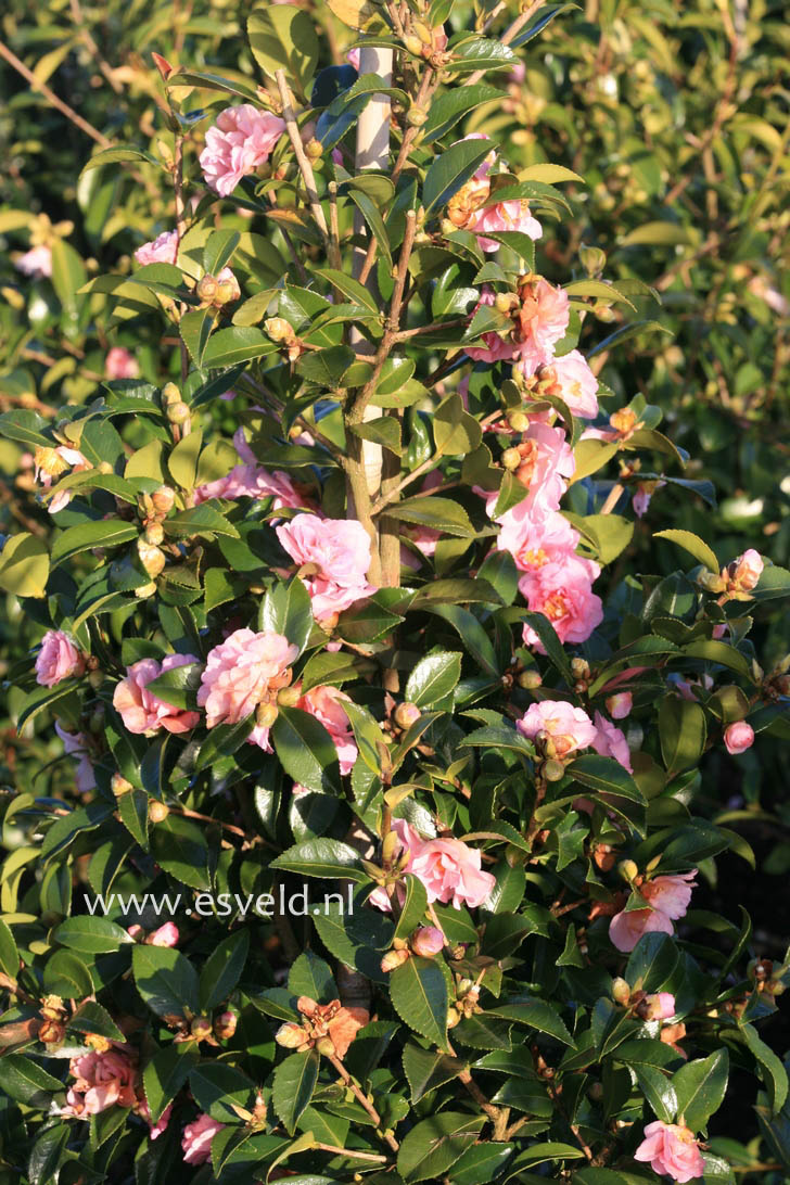 Camellia 'Winter's Peony'