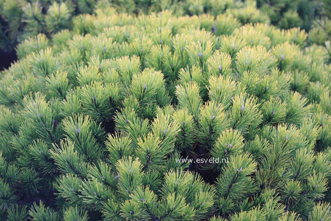 Pinus mugo 'Schweizer Tourist'
