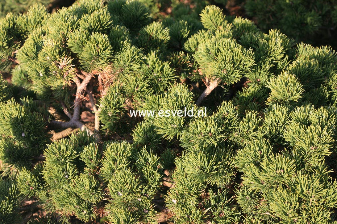 Pinus mugo 'Jacobsen'