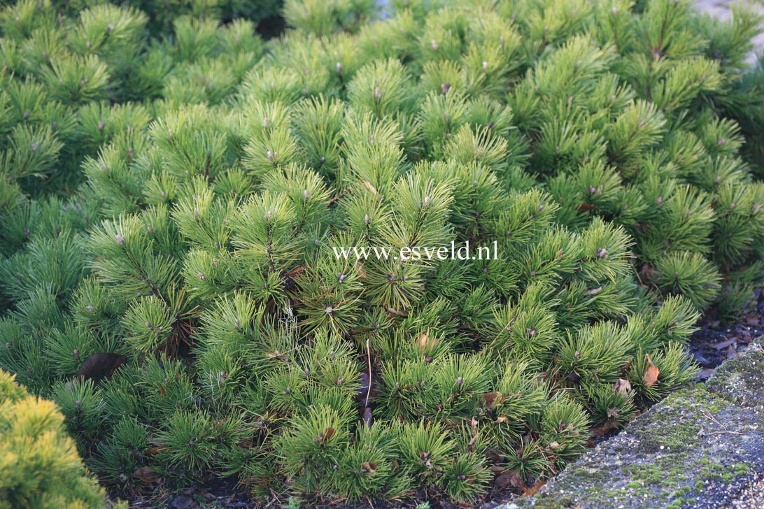 kans Razernij Hoop van Picture and description of Pinus mugo 'Corley's Mat'