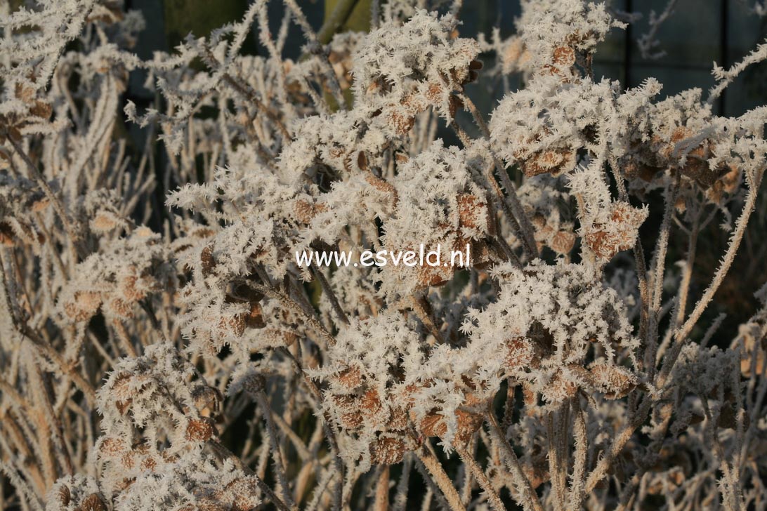 Hydrangea macrophylla 'Nachtigall'