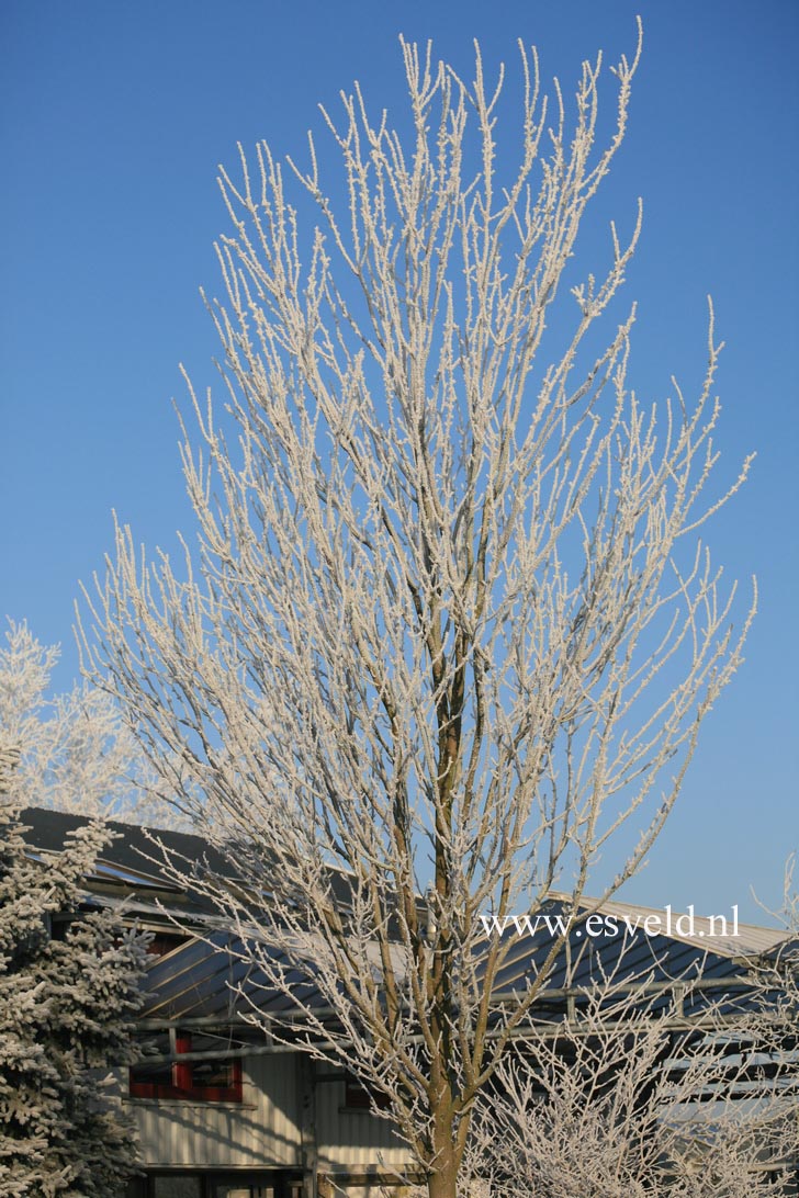 Acer rubrum 'Karpick'