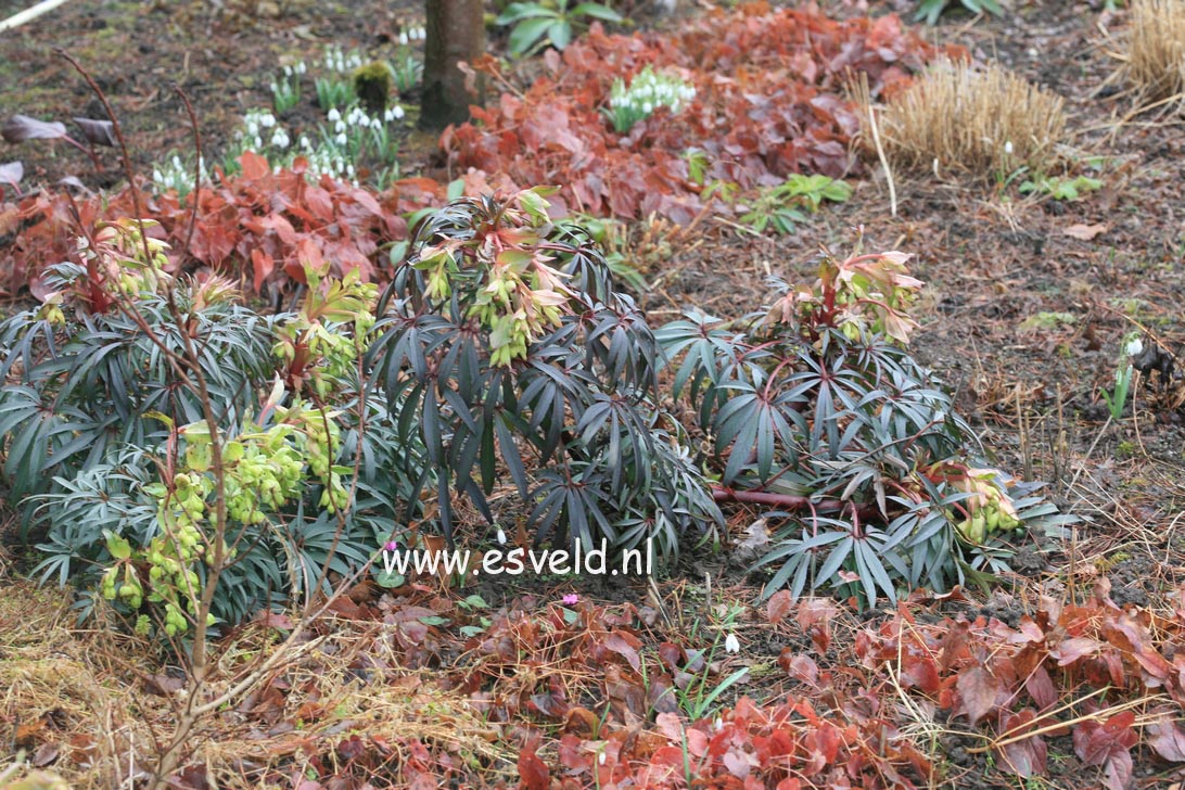 Helleborus foetidus