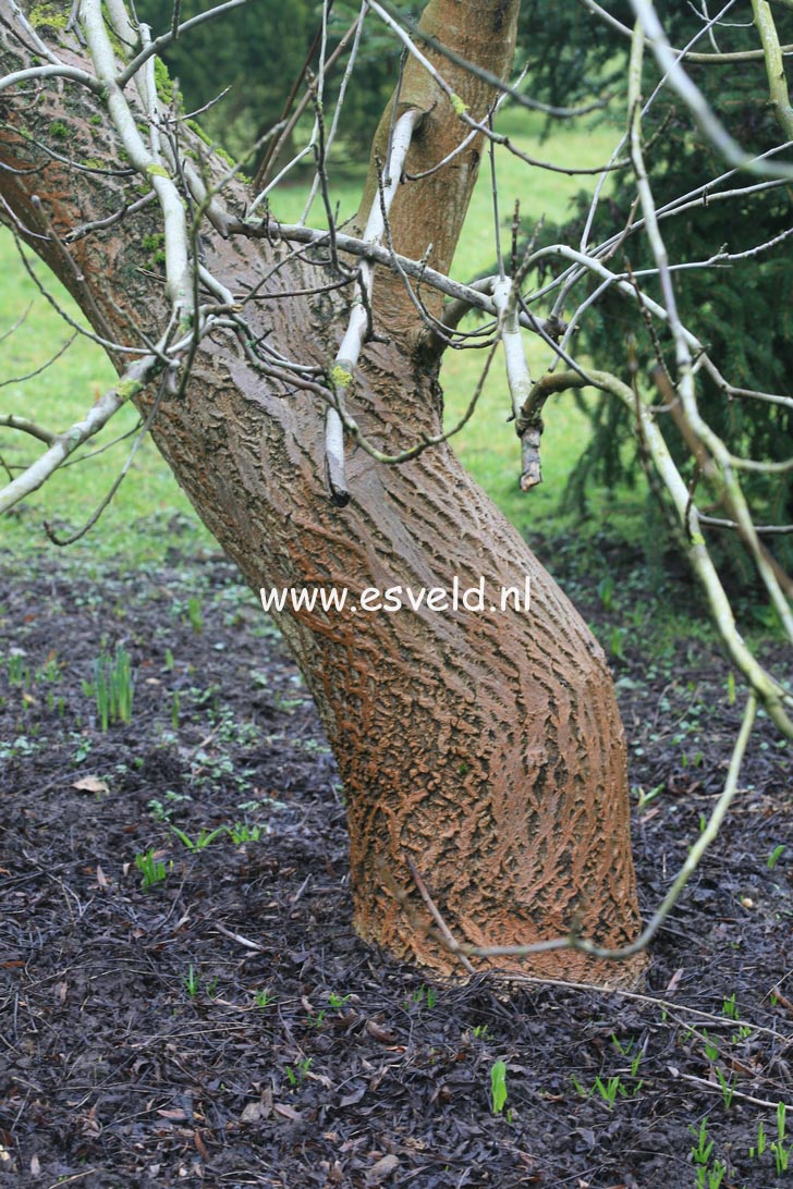 Juglans regia 'Laciniata'