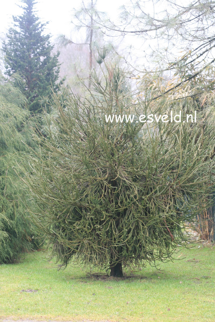 Cryptomeria japonica 'Dacrydioides'