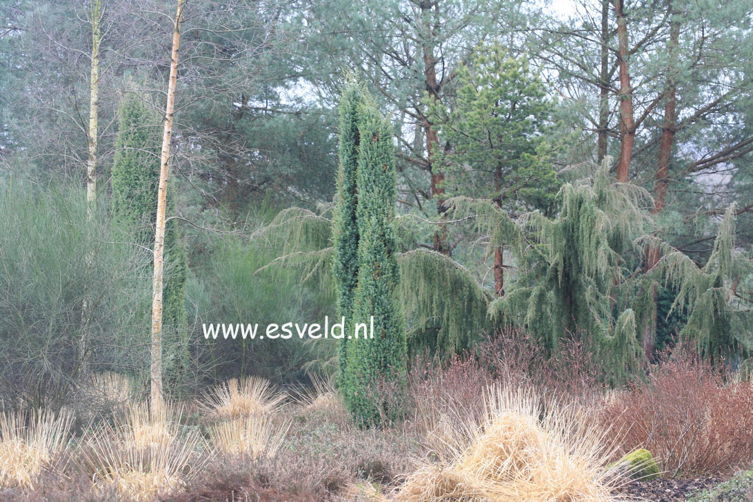 Juniperus communis 'Suecica'
