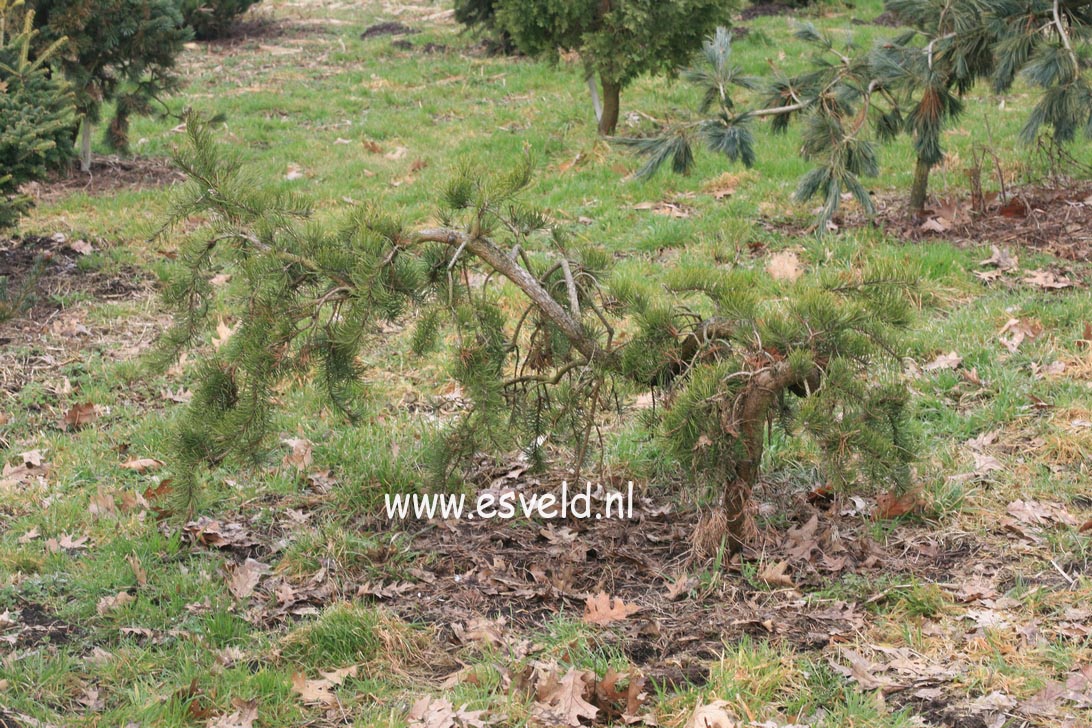 Pinus banksiana 'Uncle Fogy'