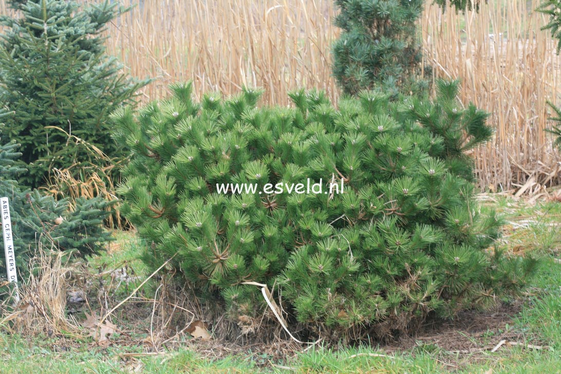 Pinus thunbergii 'Banshosho'