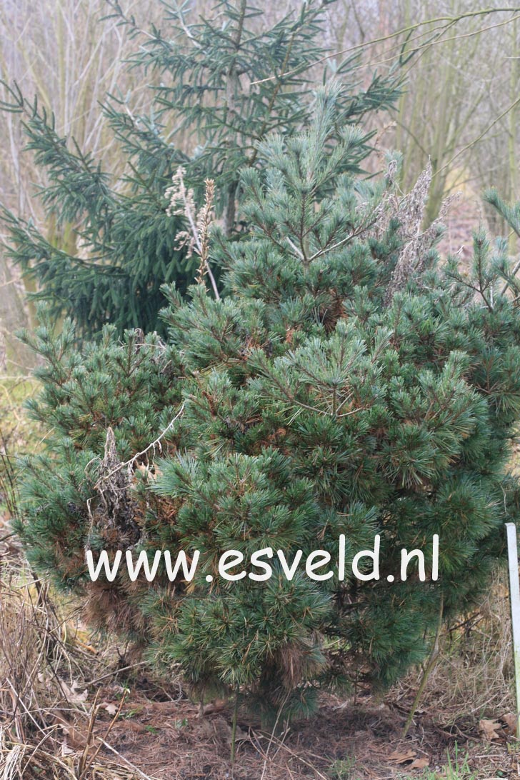 Pinus strobus 'Kruegers Lilliput'