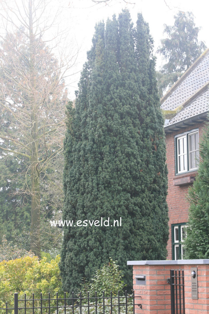 Taxus baccata 'Fastigiata'