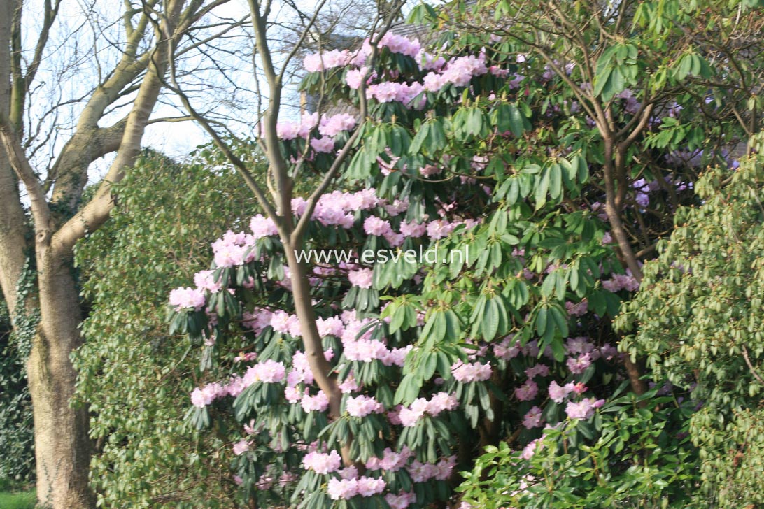 Rhododendron sutchuenense