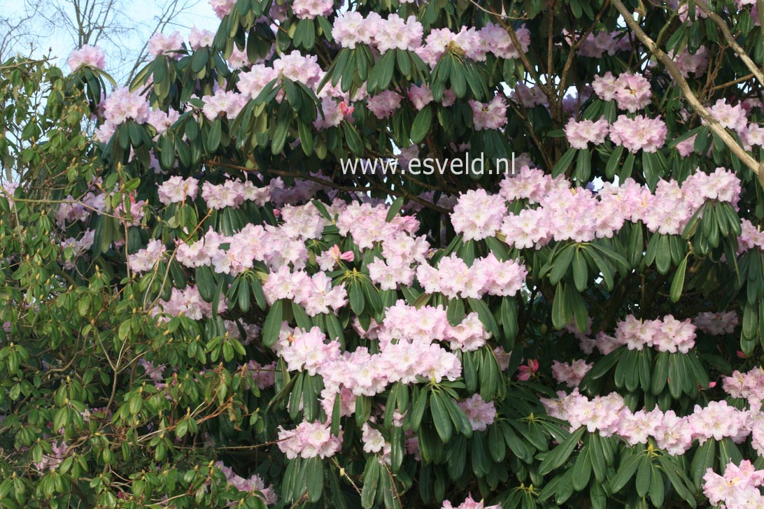 Rhododendron sutchuenense