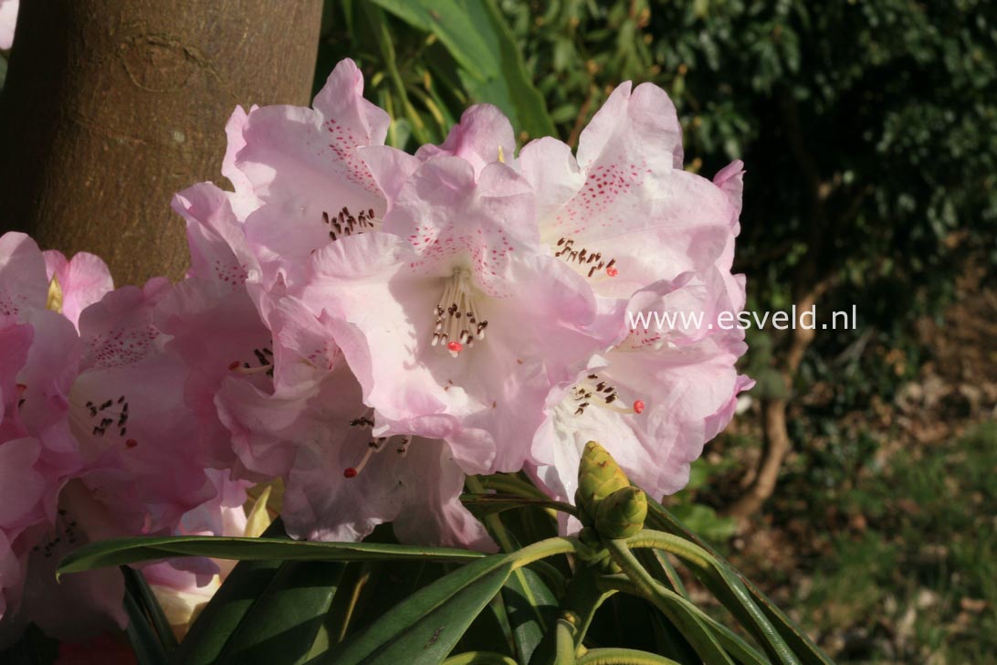 Rhododendron sutchuenense