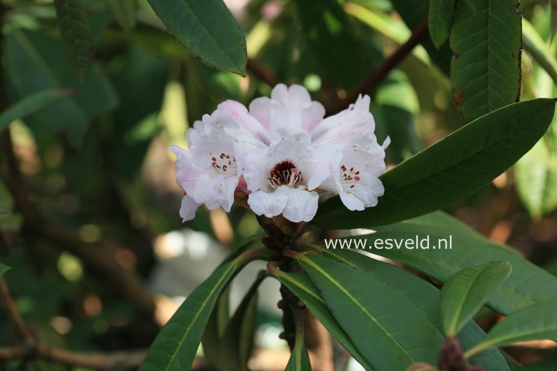 Rhododendron praevernum