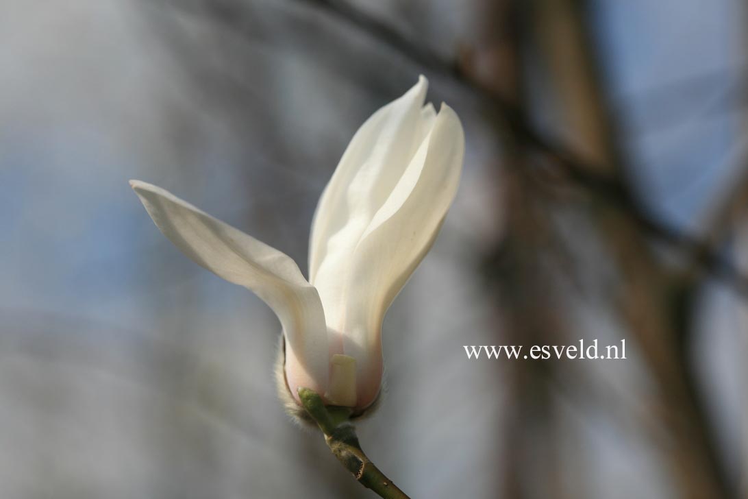 Magnolia biondii (22112)