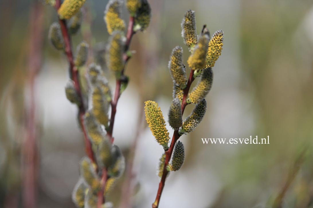 Salix irrorata