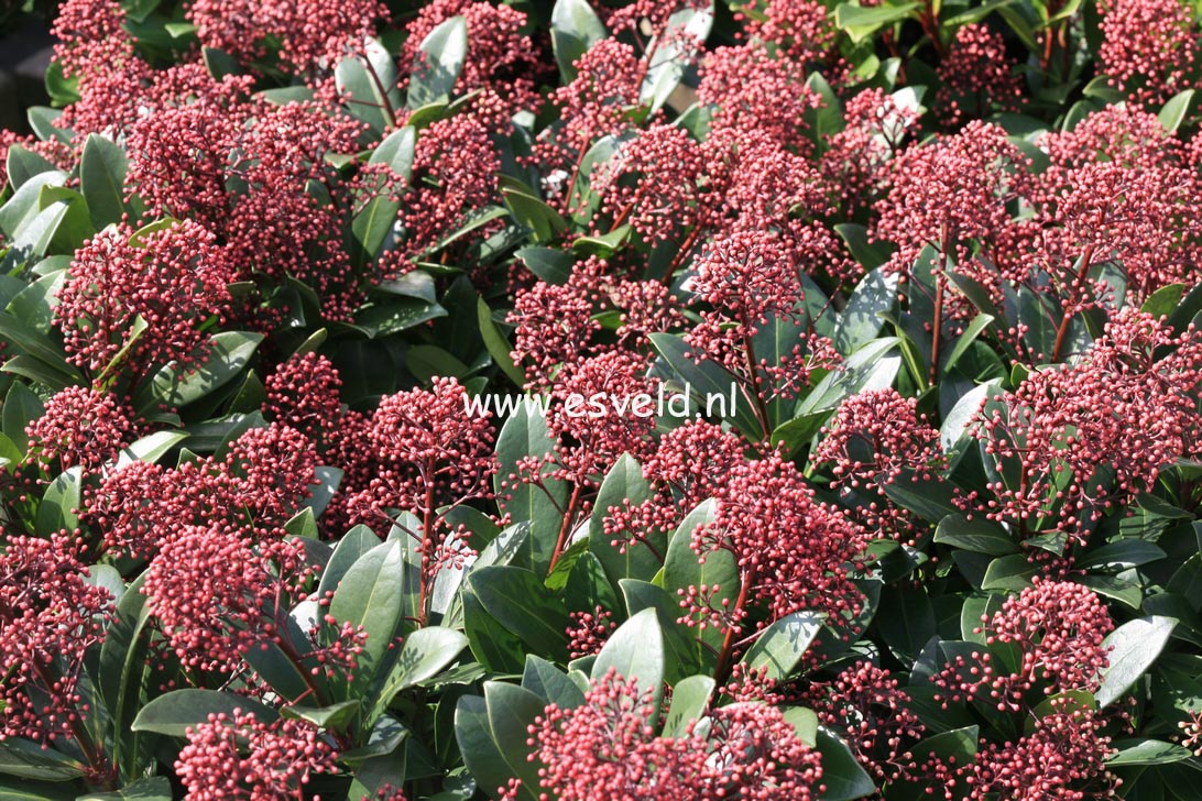 Skimmia japonica 'Rubella'