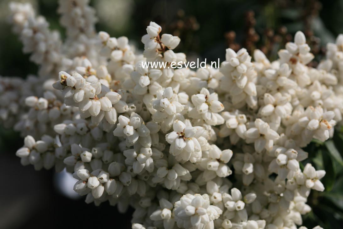 Pieris japonica 'White Pearl'