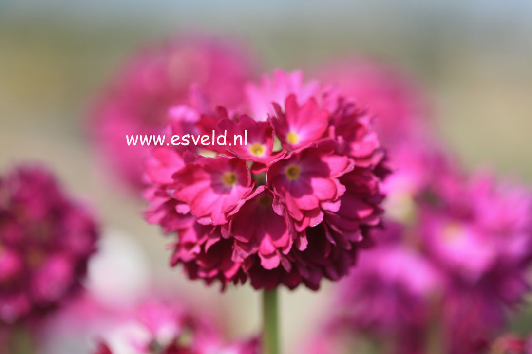 Primula denticulata 'Rubin'