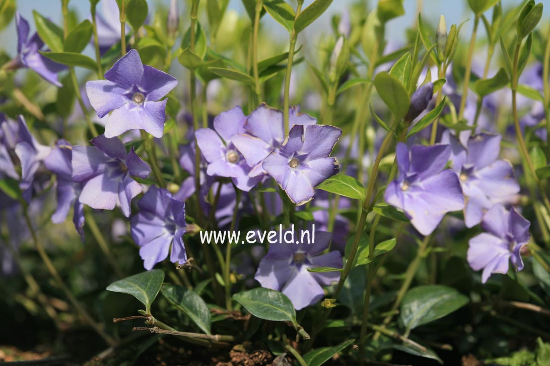 Vinca minor