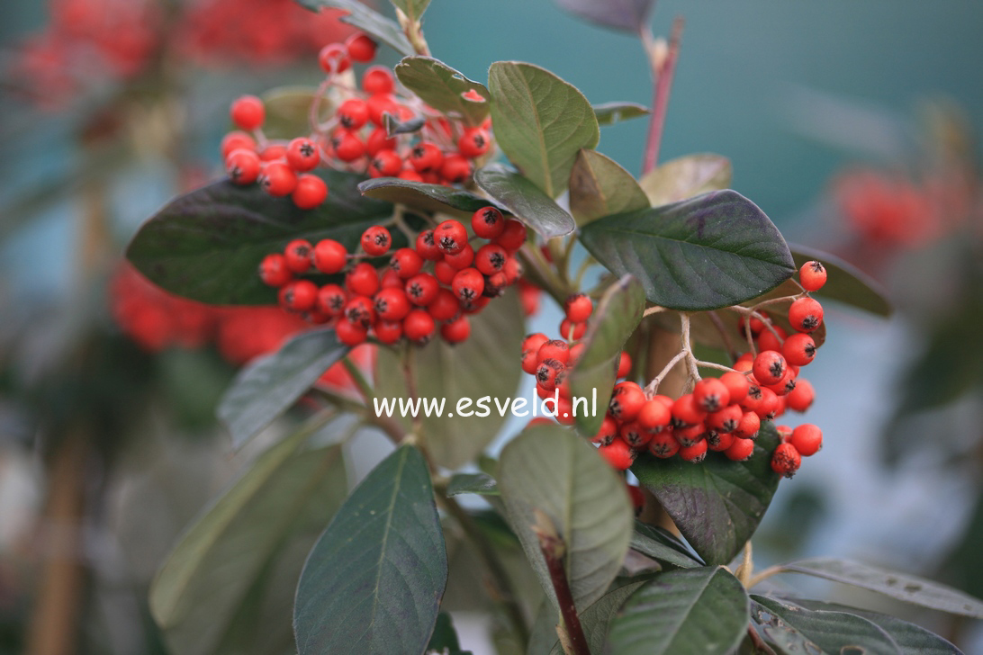 Cotoneaster lacteus